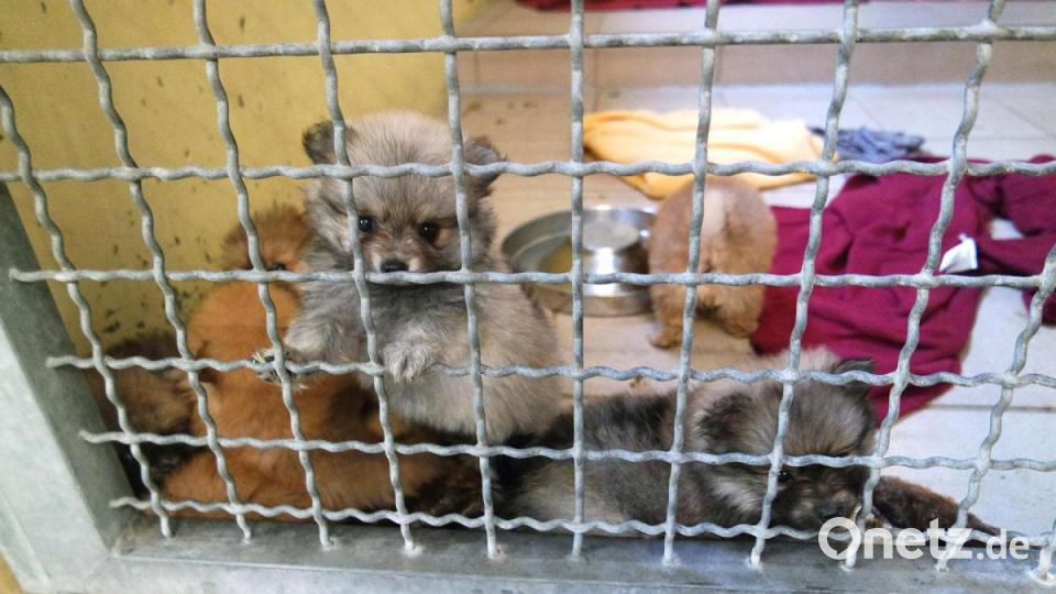 Die Nürnberger Polizei hat 101 Hundewelpen beschlagnahmt. Alle Tiere befinden sich nun im Nürnberger Tierheim. Bild: Tierheim Nürnberg