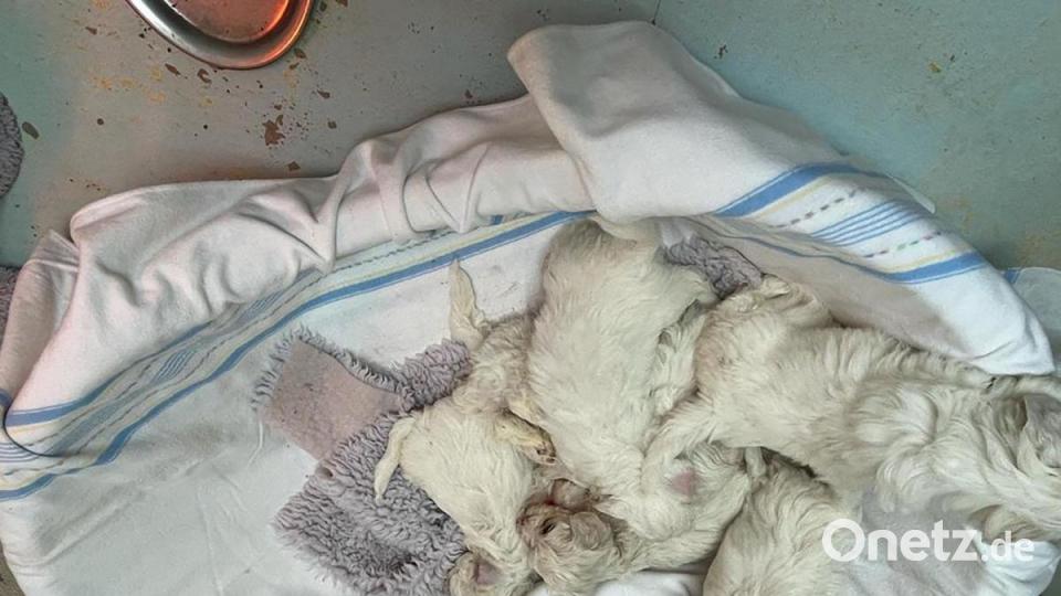 Die Nürnberger Polizei hat 101 Hundewelpen beschlagnahmt. Alle Tiere befinden sich nun im Nürnberger Tierheim. Bild: Tierheim Nürnberg