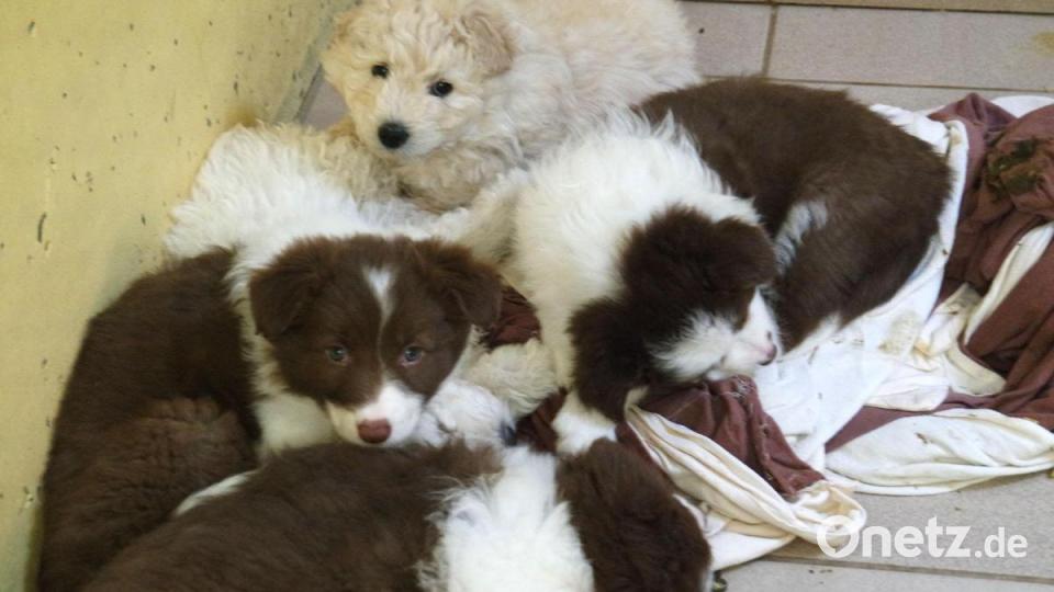 Die Nürnberger Polizei hat 101 Hundewelpen beschlagnahmt. Alle Tiere befinden sich nun im Nürnberger Tierheim. Bild: Tierheim Nürnberg