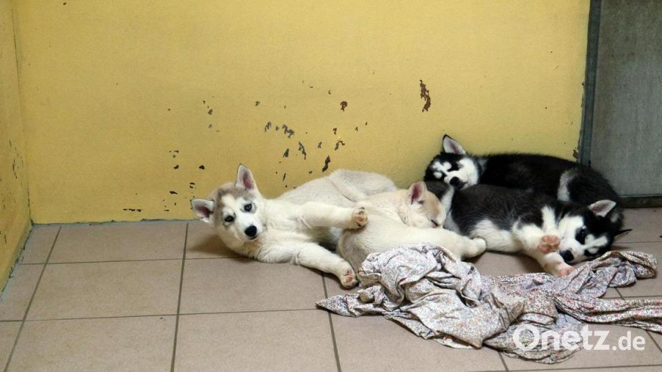 Die Nürnberger Polizei hat 101 Hundewelpen beschlagnahmt. Alle Tiere befinden sich nun im Nürnberger Tierheim. Bild: Tierheim Nürnberg