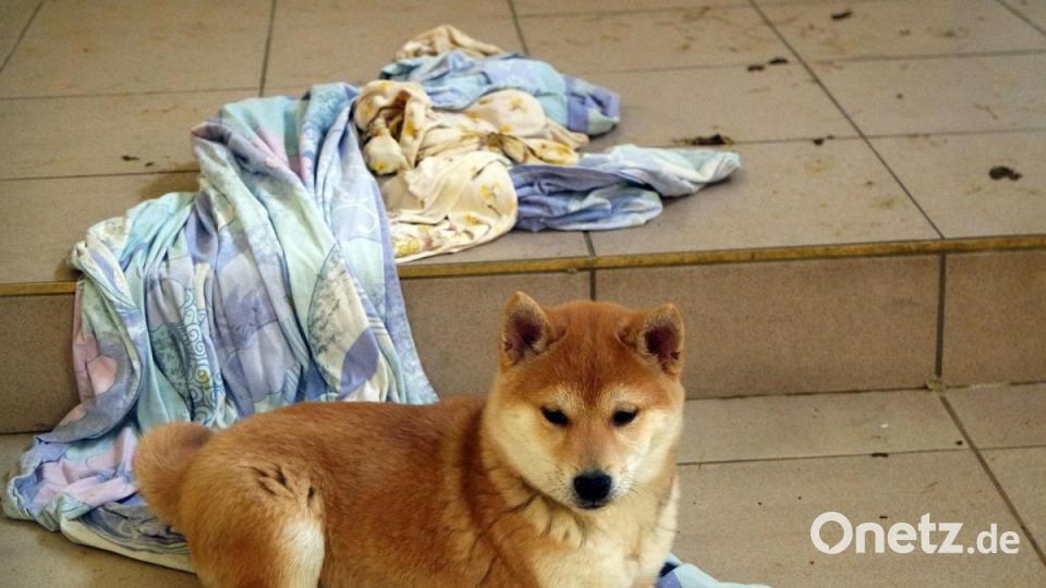 Die Nürnberger Polizei hat 101 Hundewelpen beschlagnahmt. Alle Tiere befinden sich nun im Nürnberger Tierheim. Bild: Tierheim Nürnberg