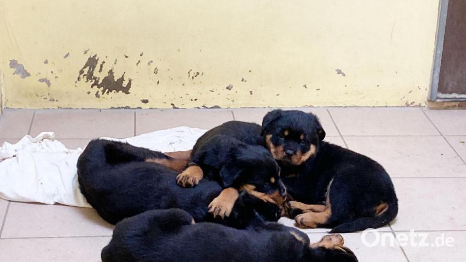 Die Nürnberger Polizei hat 101 Hundewelpen beschlagnahmt. Alle Tiere befinden sich nun im Nürnberger Tierheim. Bild: Tierheim Nürnberg