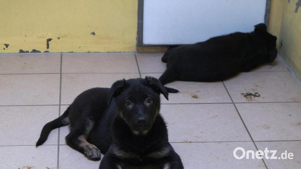 Die Nürnberger Polizei hat 101 Hundewelpen beschlagnahmt. Alle Tiere befinden sich nun im Nürnberger Tierheim. Bild: Tierheim Nürnberg