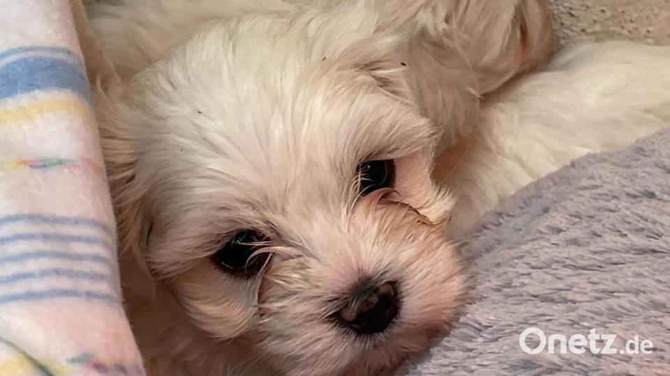 Die Nürnberger Polizei hat 101 Hundewelpen beschlagnahmt. Alle Tiere befinden sich nun im Nürnberger Tierheim. Bild: Tierheim Nürnberg