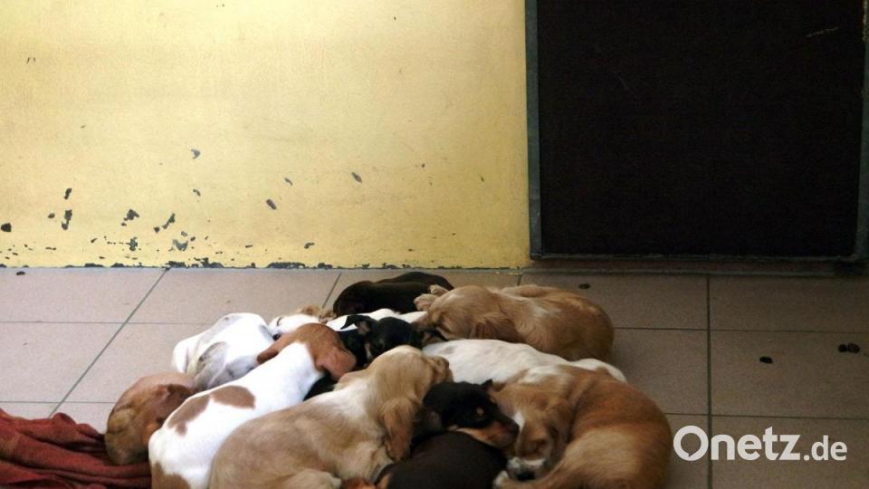 Die Nürnberger Polizei hat 101 Hundewelpen beschlagnahmt. Alle Tiere befinden sich nun im Nürnberger Tierheim. Bild: Tierheim Nürnberg