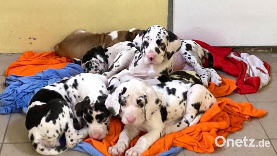 Die Nürnberger Polizei hat 101 Hundewelpen beschlagnahmt. Alle Tiere befinden sich nun im Nürnberger Tierheim. Bild: Tierheim Nürnberg