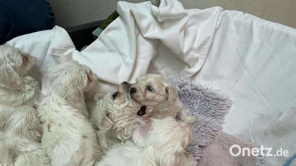 Die Nürnberger Polizei hat 101 Hundewelpen beschlagnahmt. Alle Tiere befinden sich nun im Nürnberger Tierheim. Bild: Tierheim Nürnberg