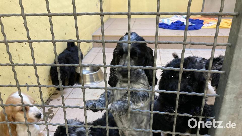 Die Nürnberger Polizei hat 101 Hundewelpen beschlagnahmt. Alle Tiere befinden sich nun im Nürnberger Tierheim. Bild: Tierheim Nürnberg