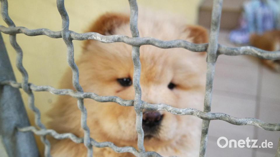 Die Nürnberger Polizei hat 101 Hundewelpen beschlagnahmt. Alle Tiere befinden sich nun im Nürnberger Tierheim. Bild: Tierheim Nürnberg