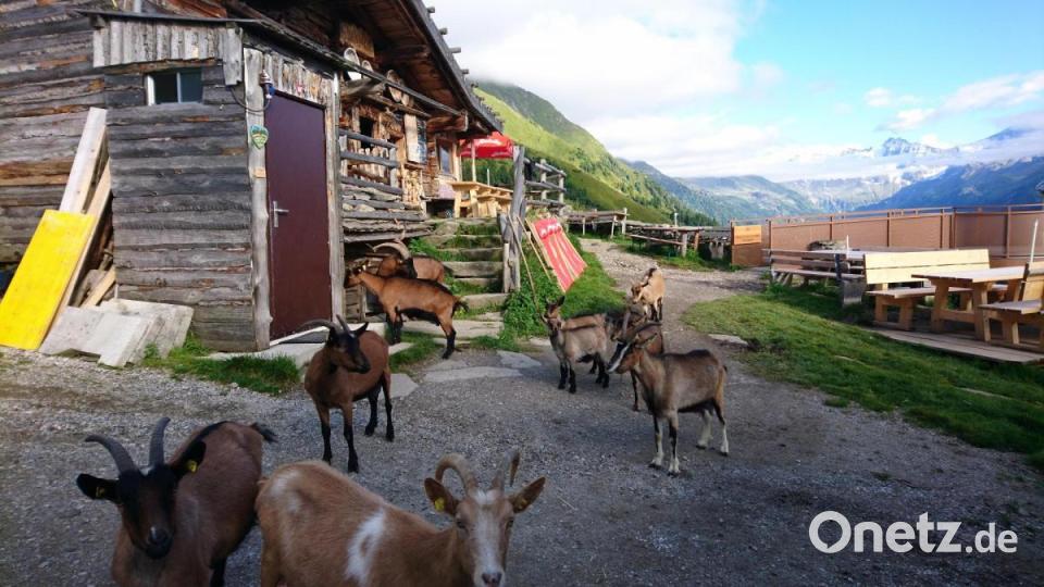 Auf der Alm in Österreich gab es auch viele Tiere. Mit dazu gehörten auch einige Ziegen. Bild: Theresa Frank/exb