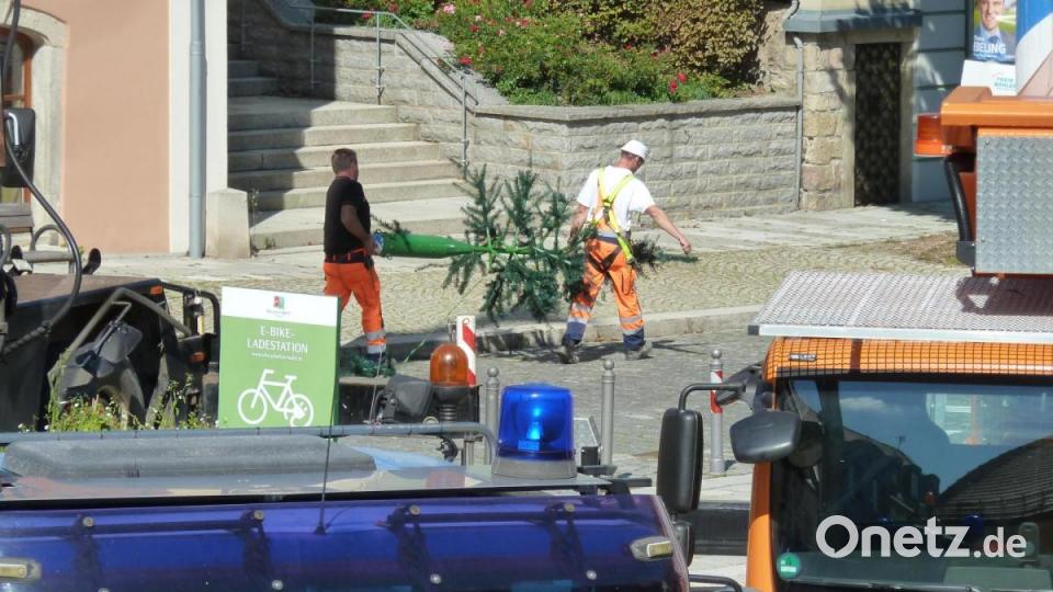 Bauhof legt Maibaum am Marktplatz Oberviechtach um Bild: Portner