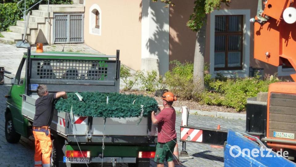 Bauhof legt Maibaum am Marktplatz Oberviechtach um Bild: Portner