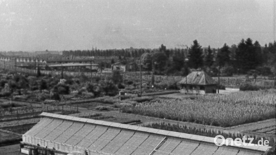 Diese Aufnahme aus dem Jahr 1940 zeigt ein relativ modernes Gewächshaus auf dem KZ-Gelände, davor die Lehrkulturen, ganz hinten der rauchende Kamin des Krematoriums. Archivbild: Benediktinerabtei Münsterschwarzach