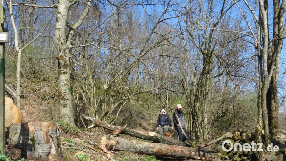 Der östliche Gipfelweg ist nach wie vor gesperrt. Riesige, quer über den Weg liegende Bäume versperren hier den Durchgang. Einige Wanderer nutzten den Weg trotzdem und überkletterten die Hindernisse. Bild: ow