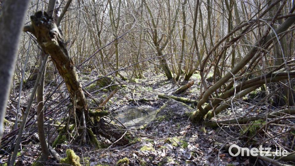 Und auch im Stadtwald, dort wo die Werkshallen geplant sind, gebe es laut Bezirksgeschäftsstellenleiter Bauer vermoorte Bereiche – vor allem dort, wo Birken und Faulbäume stehen. Bild: szl