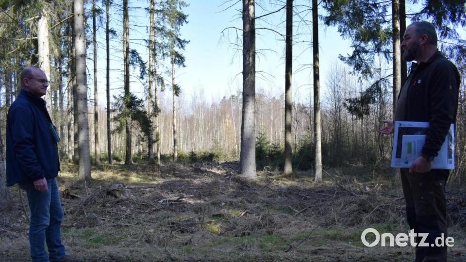 Bei einem Rundgang durch das Englmannholz machen Bauer (rechts) und Schäffer (links) auf die besondere Bedeutung des Stadtwaldes aufmerksam. Bild: szl