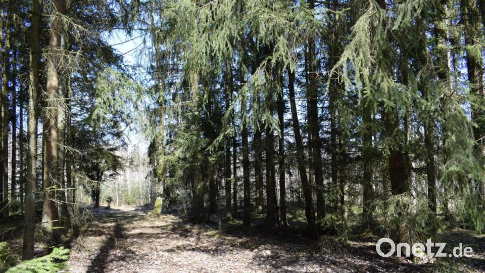 Neben Kiefern, Zitterpappeln und Eichen gibt es im Stadtwald auch Birken. Dies deutet darauf hin, dass es auch im Stadtwald vermoorte Bereiche gibt. Hinsichtlich der Topologie und Hydrologie eine schwierige Fläche, für eine Industrie-Ansiedlung schwierig, finden die Vertreter des LBV. Bild: szl