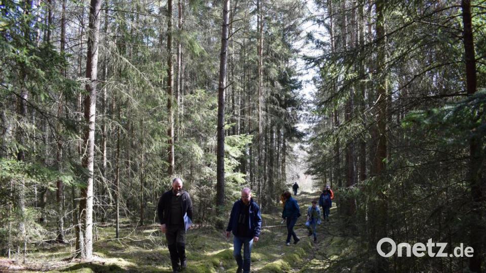 Auf die besondere Bedeutung des Stadtwaldes als Lebensraum, Wasser- und Kohlenstoffspeicher machten die Vertreter des LBV bei einem Rundgang durch den Moorwald südlich von Tirschenreuth aufmerksam. Dort will die Ziegler-Group auf 35 Hektar Produktionshallen errichten. Bild: szl