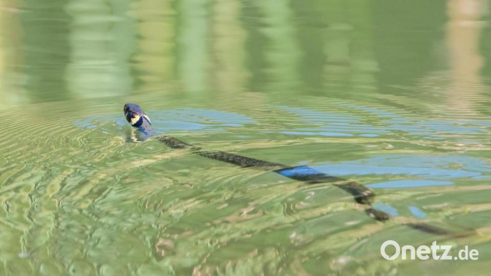 Als sehr guter Schwimmerin stellt sie im Wasser ihrer Lieblingsbeute nach... Bild: Norbert Vetter/exb