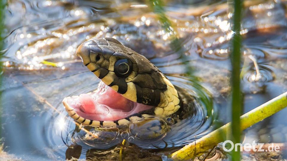 Die Ringelnatter auf der Jagd im Teich. Bild: Norbert Vetter/exb