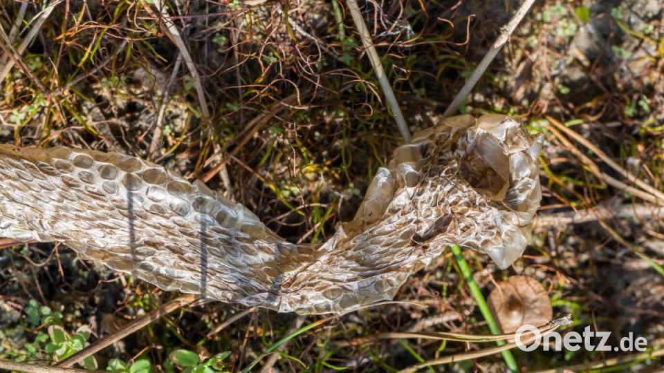 Ein Natternhemd: Um wachsen zu können, müssen sich Ringelnattern wie alle Reptilien regelmäßig häuten. Bild: Norbert Vetter/exb
