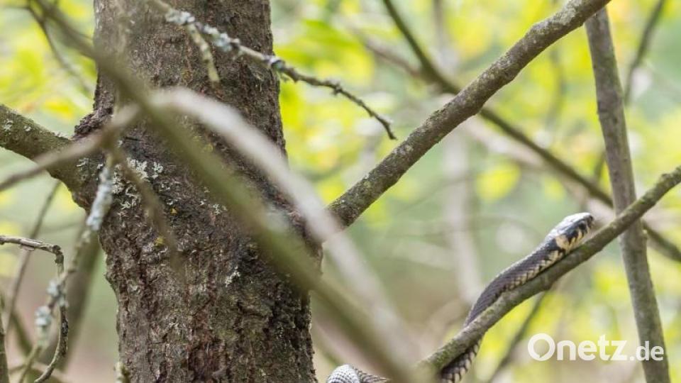 Die Ringelnatter ist semiaquatisch. Das heißt, dass sie an Land und im Wasser zu Hause ist. Manchmal klettert sie sogar auf Bäume. Bild: Norbert Vetter/exb