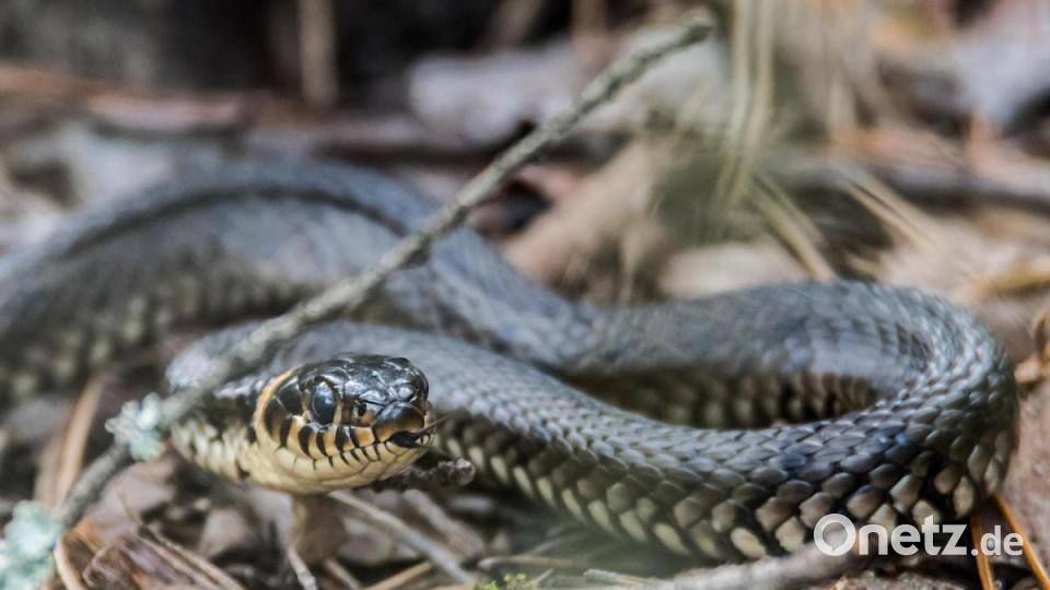 Als Landlebensraum dienen der Ringelnatter feuchte Wiesen, Wälder und Waldränder. Bild: Norbert Vetter/exb