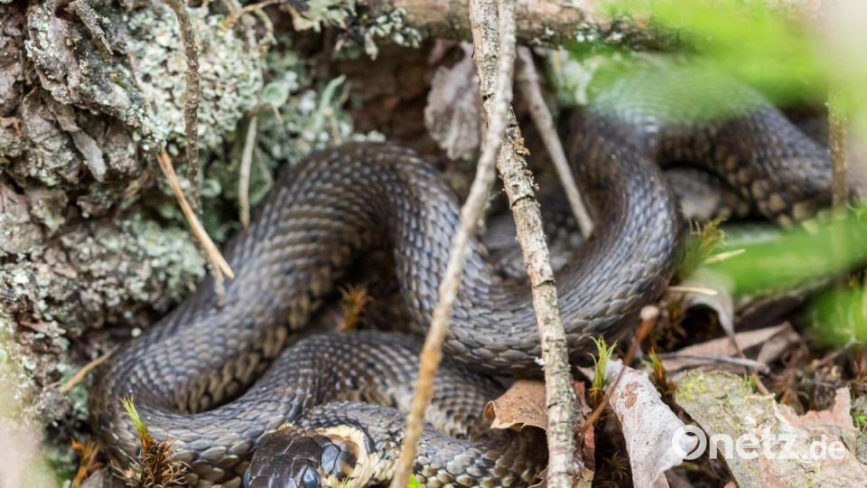 Mittlerweile ist sie auch in Naturgärten anzutreffen. Bild: Norbert Vetter/exb