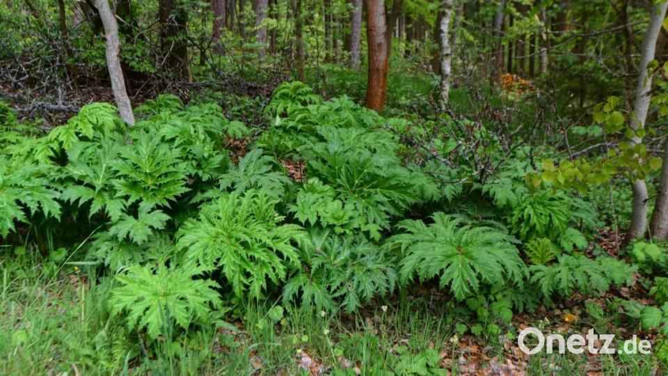 Gerade, wenn es sich um großflächige Ansammlungen handelt, ist das Entfernen dieser Pflanze mit Hilfe der Rosenschere zu aufwendig. In diesem Fall wäre der Einsatz einer Fräse von hohem Nutzen. Bild: Bernhard Schultes/exb