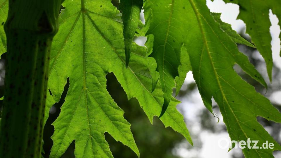Seinen Namen erhielt der Riesenbärenklau wegen der Form seiner Blätter: Lappig gestielt und behaart sollen sie an Bärenklauen erinnern. Bild: Bernhard Schultes/exb