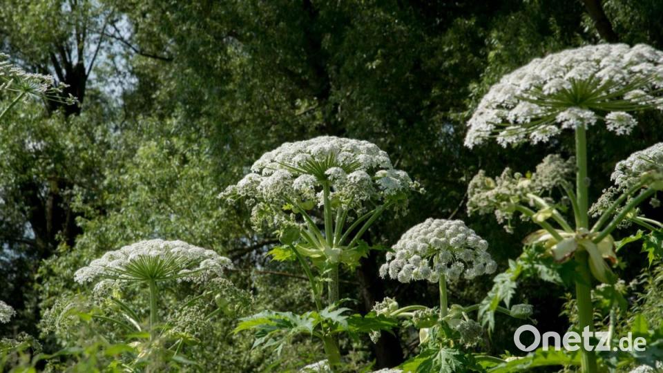 Schon aufgrund seiner Höhe wirkt der Riesenbärenklau exotisch. Er verbreitet einen Hauch Dschungelatmosphäre. Bild: Siegfried Steinkohl/exb