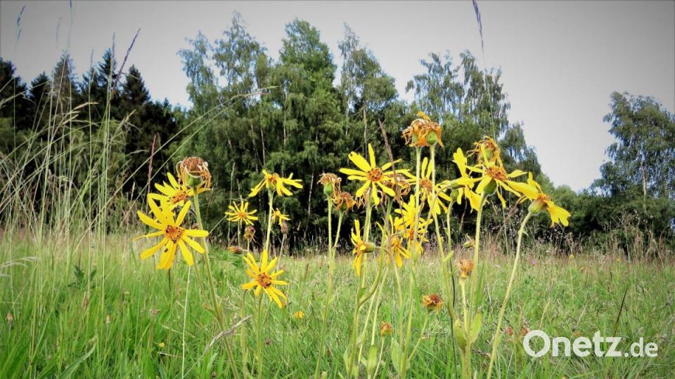 Die selten gewordene Arnika hat Hildegard von Bingen bei Prellungen in Form von Salben aus Schafbockfett empfohlen. Heute steht die Arnika unter Naturschutz und darf nicht mehr gepflückt werden. Bild: ubb