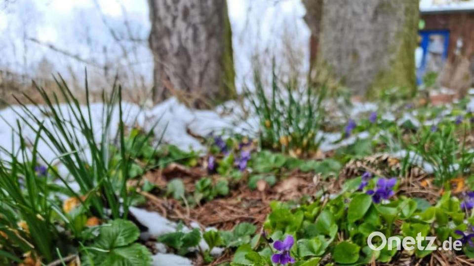 Märzveilchen wachsen wild in Gärten oder auf Wildwiesen. Ihr Duft und ihre Heilkraft werden seit 400 vor Christus schon in der menschlichen Heilkunde und in der Kosmetik zum Beispiel als Parfüm eingesetzt. Bild: ubb