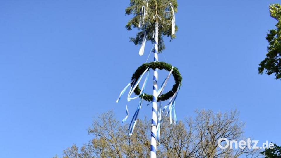 2019 stellten die Männer der Freiwilligen Feuerwehr Grafenwöhr den Maibaum mit Muskelkraft und prominenter Unterstützung auf. Archivbild: rgr