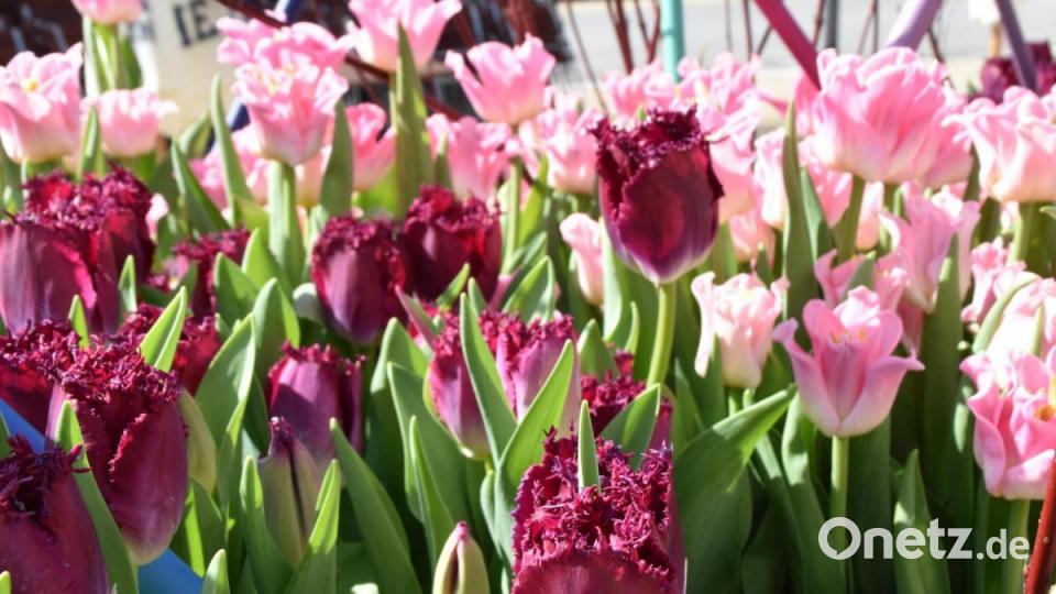 Tulpenensemble Bild: hcz