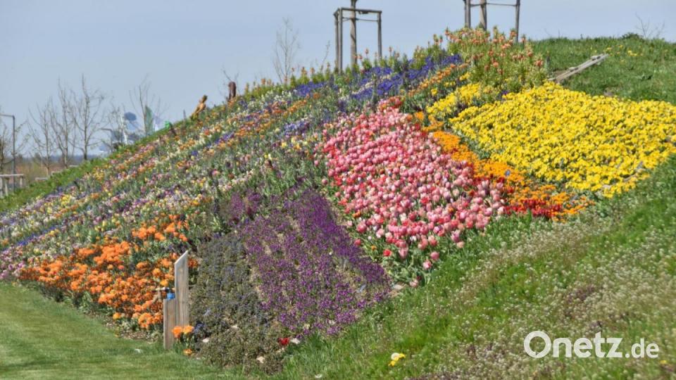 Blumenrabatten der Gärtnerei Ziereis (Schwarzenfeld) zieren an zahlreichen Stellen die Landesgartenschau in Ingolstadt. Bild: hcz