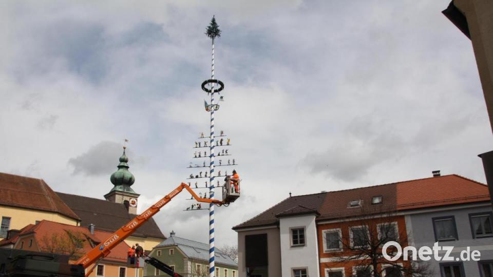 Die Oberviechtacher Stadtkulisse ist mit dem prächtigen Maibaum nun wieder um ein Wahrzeichen reicher. Bild: frd