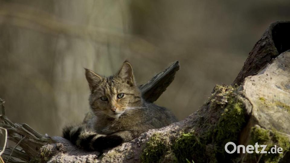 Derzeit gibt es in ganz Bayern ungefähr 700 Wildkatzen. Bild: Thomas Stephan/exb
