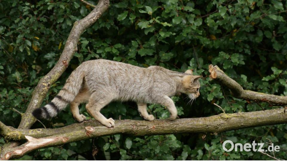 Wildkatzen sind sehr scheu und haben ausgeprägte Ansprüche an ihren Lebensraum. Bild: Maik Elberg/BUND