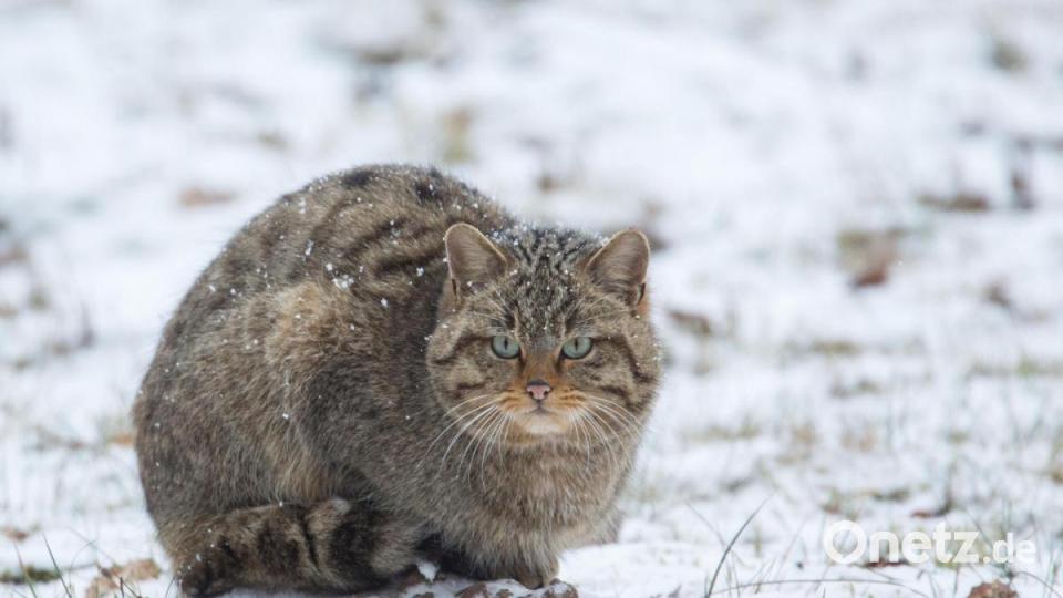 In den vergangenen Jahrzehnten hat der Bestand der Wildkatzen wieder leicht zugenommen, nicht zuletzt aufgrund von Auswilderungsprojekten, Zuwanderungen und der Schaffung grüner Korridore. Bild: Michael Radloff/exb