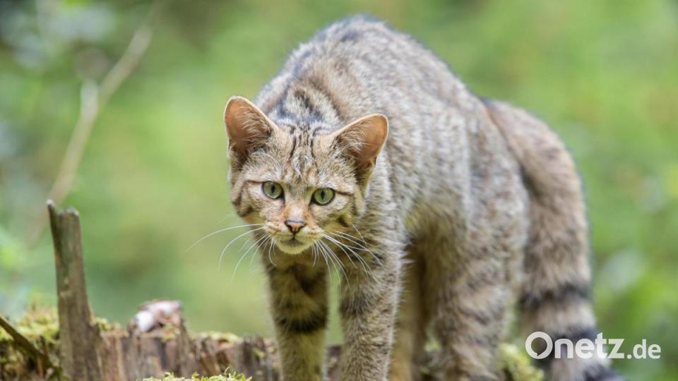 Die Wildkatze hat einen buschigen Schwanz mit dunklen Ringen, das Ende ist stumpf und schwarz gefärbt. Sie hat ein dichtes Fell mit weißem Kehlfleck. Die Farbe des Fells ist grau-cremegelb getigert, die Zeichnung ist verwischt. Bild: Michael Radloff/exb