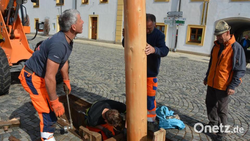 Der Maibaum wird gesichert und in der Grube verkeilt. Bild: jr