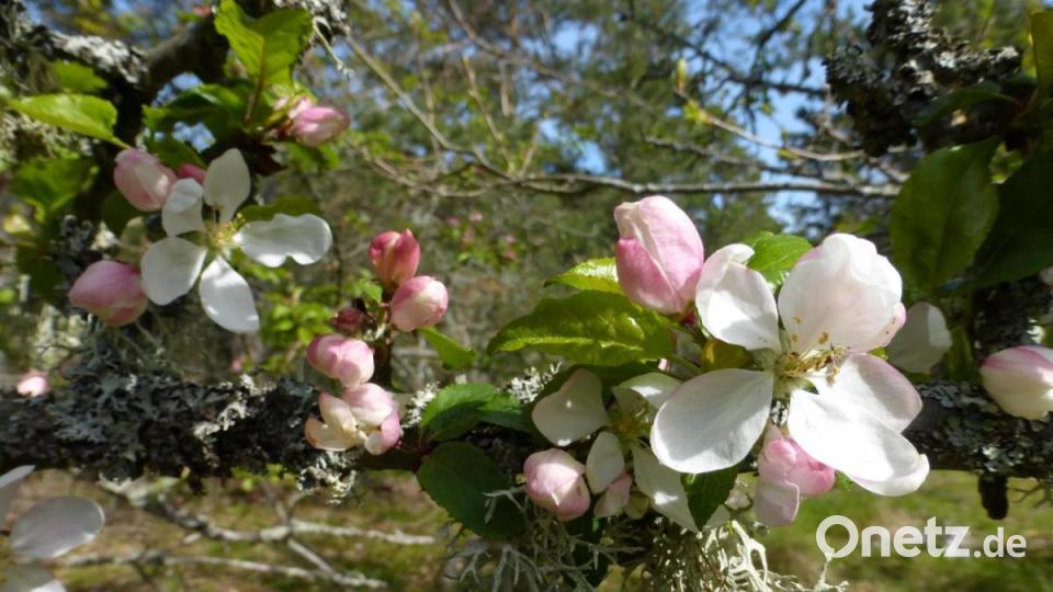 Die Apfelblüte ist für die Imker und die Ernährung ihrer Bienenvölker ein wesentlicher Faktor. Aber der alte Baumbestand der Streuobstwiesen bietet noch vielen anderen Tieren und Pflanzen Lebensräume. Bild: Katharina Hage/exb