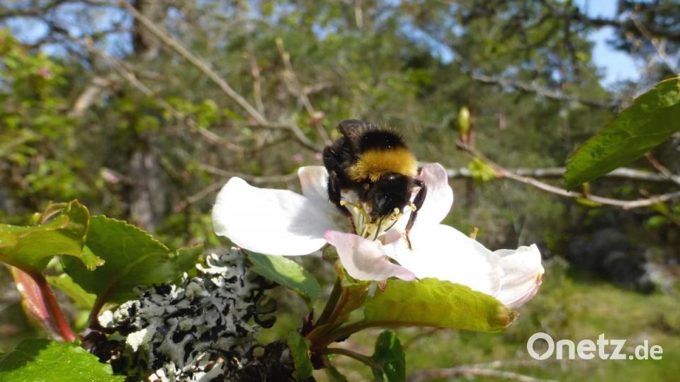Eine Hummel auf Nektarsuche in einer Apfelblüte. Bild: Katharina Hage/exb