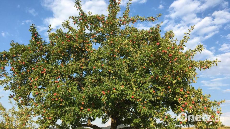 Ein Apfelbaum mit reifen Früchten. Manchmal ist es nur ein einzelner Baum, bei dem Katharina Hage um Rat gefragt wird. Bild: Katharina Hage/exb