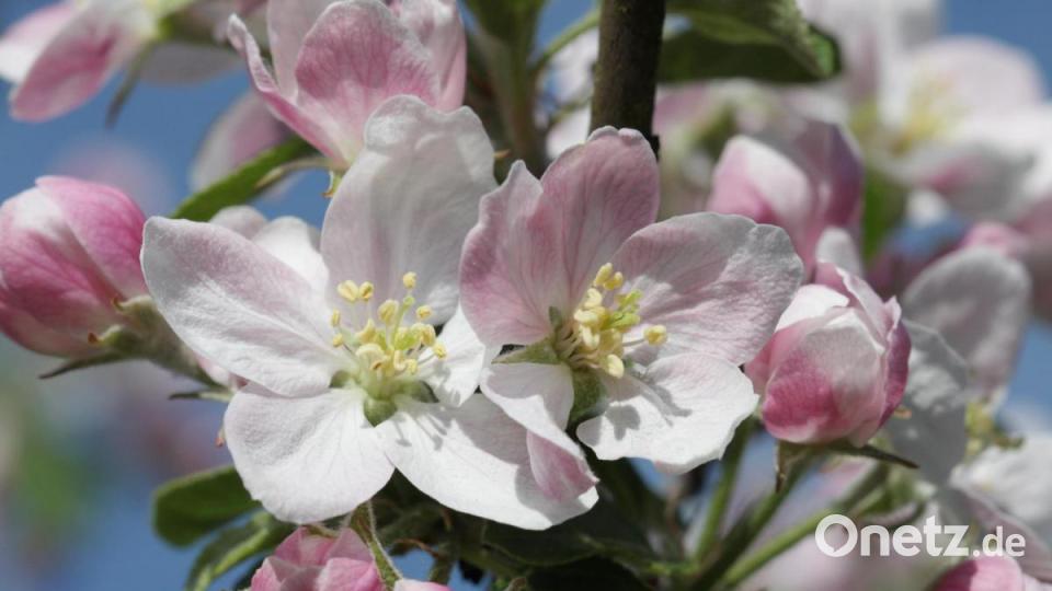 Die Apfelblüte findet im Vollfrühling statt. Bild: Katharina Hage/exb