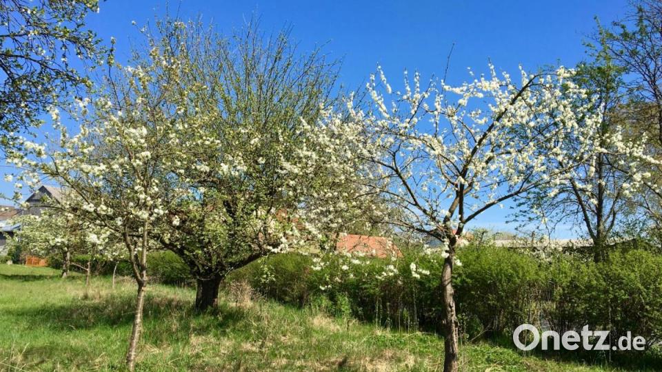 Blühbeginn in der Streuobstwiese mit Sauerkirsche und Zwetschge. Birne und Apfel folgen nach. Bild: Katharina Hage/exb