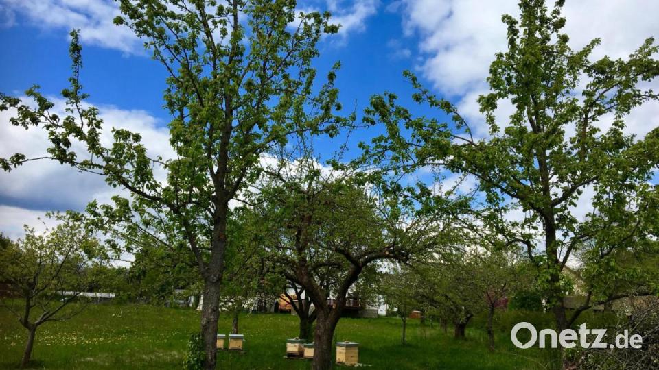 Eine Streuobstwiese nach der Blüte im Frühjahr mit alten Bäumen, jungen Bäumen und Bienenvölkern in Holzbeuten. Bild: Katharina Hage/exb