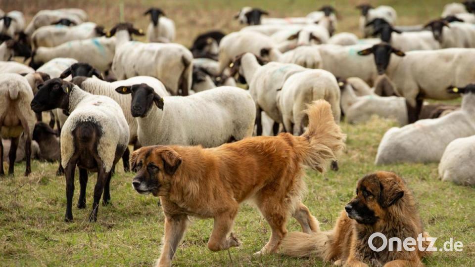 Kaukasische Owtscharka – eine traditionelle Herdenschutzhund-Rasse – bewachen eine Schafherde im Truppenübungsplatz Hohenfels. Die dort tätigen Schäfer setzen mit Erfolg auf diese auch als Kaukasischer Schäferhund bekannten Tiere: Bisher wurde im Übungsplatz noch kein Schaf von einem Wolf erlegt. Bild: Desiree Schwers