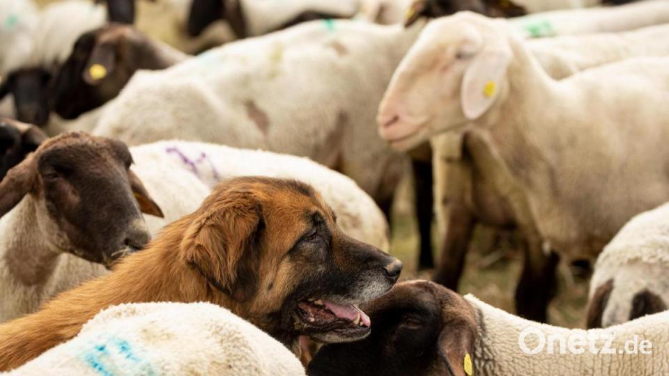 Kaukasische Owtscharka entwickeln einen sehr starken Beschützerinstinkt für die ihnen anvertraute Herde. Bild: Desiree Schwers